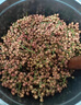 2025年貴州畢節(jié)特產(chǎn)特麻紅花椒粒新鮮濕花椒正宗大紅椒特麻樹椒 500g 曬單實拍圖