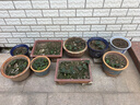 戀品惠草莓苗原土發(fā)貨開(kāi)花大果四季奶油草莓苗批發(fā)草莓苗當年結果穴盤(pán)苗 12棵奶油草莓【原土發(fā)貨】+肥料 曬單實(shí)拍圖