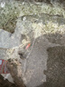 蘭壽金魚(yú)冷水觀賞魚(yú)苗活體波妞金魚(yú)奶牛藍(lán)瘦泰獅好養(yǎng)耐活招財(cái)魚(yú)苗 3-5cm隨機(jī)蘭壽5條送1條備損共6條 曬單實(shí)拍圖