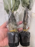 懶人水培綠植九里香綠蘿文竹室內(nèi)易養(yǎng)凈化空氣花卉盆栽植物花卉 發(fā)財樹1顆【不含盆】土培水培皆可15-20cm 曬單實拍圖