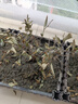 藍莓苗藍莓樹(shù)苗庭院陽(yáng)臺盆栽地栽黑珍珠兔眼果樹(shù)苗木當年結果 藍莓3年苗【優(yōu)質(zhì)壯苗】 曬單實(shí)拍圖