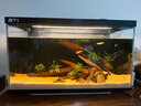 當(dāng)貝智能生態(tài)魚缸1Ultra 一體缸自循環(huán)雙過濾AI托養(yǎng)懶人家用桌面魚缸 曬單實拍圖