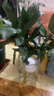 花行榜 觀音竹富貴竹水培植物花卉綠植 觀音竹+冬瓜玻璃瓶 2套源頭直發(fā) 曬單實(shí)拍圖