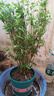花幽谷叢生鳳尾竹盆栽竹子庭院觀(guān)賞植物微型盆景米竹苗室內陽(yáng)臺四季常青 一叢20棵 30-40cm高 不含盆 曬單實(shí)拍圖