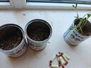 蒲戀易拉罐植物罐頭創(chuàng)意植物盲盒小盆栽禮物栽培桌面迷你綠植種植種子 寓意小盆栽（超值盲盒5罐裝） 曬單實(shí)拍圖