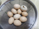 憶鄉嶺雞蛋 散養谷物蛋 農家山林喂養 初生鮮土雞蛋 10枚400g 曬單實(shí)拍圖