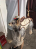 WAKYTU狗狗橫背帶狗包外出便攜包小中大型犬背狗神器寵物單肩斜挎包棕XS 曬單實(shí)拍圖