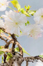 引進(jìn)櫻花樹(shù)苗花卉矮化微型盆景綠植物室內外四季開(kāi)花不斷櫻花盆栽 朱雀【進(jìn)口櫻花】八年苗2.0公分 不含盆 曬單實(shí)拍圖