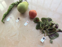 皓梵潔農殘檢測試紙農藥殘留速測卡檢測試劑茶葉蔬菜快檢水果荔枝檢測卡 一盒20次裝 曬單實(shí)拍圖
