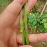 西多米玻璃杯水杯女士茶水分離杯大容量便攜高顏值學(xué)生辦公耐高溫泡茶杯 曬單實(shí)拍圖