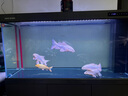 閩江（minjiang）大型魚缸客廳家用水族箱底過濾輕奢辦公室超白玻璃免換水落地魚缸 鈦空灰 長149.1寬51高158【豪華大禮包】 曬單實拍圖