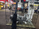 可麗金膠卷面霜蘊(yùn)活提拉緊塑抗皺緊致滋養(yǎng)精萃霜保濕送女朋友生日禮物 可麗金膠卷面霜50g【抗皺緊致】 曬單實(shí)拍圖