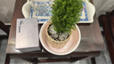 小香松辦公室內(nèi)桌面綠植放青松圣誕松懶人好養(yǎng)活盆栽情緒穩(wěn)定植物 奶油豎紋盆+小香松+送吊牌+鋪面 帶盆栽好 曬單實(shí)拍圖
