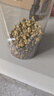 南同四海胎菊搭胎菊中藥材特正級(jí)品桐鄉(xiāng)產(chǎn)胎菊菊花茶護(hù)火肝去熱清野菊花茶 曬單實(shí)拍圖