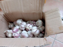 滇鮮生云南本地新鮮半干大蒜多瓣蒜紫皮半干蒜大蒜頭農(nóng)家自種當季鮮大蒜 滇鮮生（半干大蒜）中小果 1斤 曬單實拍圖