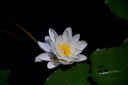 尼康/Nikon高品質(zhì)二手70-200  300 80-400 遠攝 變焦鏡頭人像特寫(xiě)商業(yè)攝影拍鳥(niǎo) 尼康80-400mm ED VR 99新 曬單實(shí)拍圖