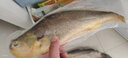 海名威 寧德三去黃花魚(yú)2斤/2條凈重 大黃魚(yú) 生鮮魚(yú)類 海鮮水產(chǎn)  曬單實(shí)拍圖