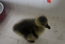 潮汕獅頭鵝苗正宗一斤汕頭小獅頭鵝活苗特大種純種獅頭鵝成年幼苗 拍3送1只路損【共4只 3兩左右】 曬單實拍圖
