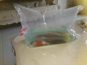 錦鯉魚金魚活魚黃金鯉黑錦鯉紅色魚白錦鯉小型耐活好養(yǎng)冷水蝴蝶鯉 12-14cm黑白紅黃四色4條 曬單實拍圖