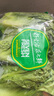 【高原夏菜】鐘靈山羅馬生菜400g 曬單實拍圖
