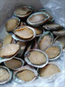 新鮮小鮑魚鮑魚鮮活冷凍中小鮑魚鮮活急速冷凍鮑魚食材 25只鮑魚【5-10g左右/個】 曬單實(shí)拍圖