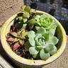 賽瑞特 夾子全光譜生長(zhǎng)燈仿太陽光調(diào)光定時(shí)植物燈魚缸草缸微景觀補(bǔ)光燈 黑色單管全光譜12w 曬單實(shí)拍圖