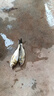小許農(nóng)家花鰱魚苗活體可食用胖頭魚鰱鳙淡水養(yǎng)殖四大家魚黒鰱雄魚大頭魚苗 30條10-12厘米花鰱加3條防損 曬單實拍圖