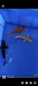 古介日本進口純種大日阪井錦鯉桃太郎觀賞魚精品好運錦鯉魚冷水魚錦鯉 火鯉一條（進口帶證書） 15-20厘米 曬單實拍圖