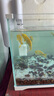 瘋狂水草水晶石英砂5斤1.0-2.0mm魚缸沙底砂魚缸造景魚缸沙子底砂免洗底沙 曬單實拍圖