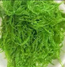 海藻海草龍須菜2斤/5斤涮菜涼拌菜石花菜冷菜 綠色龍須菜 5斤 曬單實(shí)拍圖
