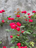 花翁 紅木香花苗爬藤植物盆栽（1米中苗）庭院花卉?chē)鷫υ炀霸搭^直發(fā) 曬單實(shí)拍圖