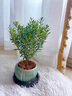 雅韻閣小葉赤楠綠植小盆栽高級感客廳辦公室茶桌植物易活四季新中式花卉 小葉赤楠【青石榴】+圓底座 帶盆栽好 曬單實(shí)拍圖