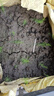 蘆筍種子四季種植蔬菜之王進(jìn)口綠蘆筍種籽抗熱耐寒高營(yíng)養(yǎng)蔬菜種子 好吃蘆筍種子 5包約251粒 曬單實(shí)拍圖