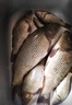 久巖快拆鉛墜釣魚(yú)專(zhuān)用主線(xiàn)組子線(xiàn)跑鉛可拆卸抗流水垂釣配件刻度鉛 快拆鉛墜混搭裝-4g+5g+6g各2粒 曬單實(shí)拍圖