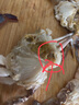 梭子蟹鮮活特大野生舟山大螃蟹海鮮新鮮冷凍海蟹水產(chǎn)飛蟹白蟹 【嘗鮮款】3-5兩/只 凈重3斤 曬單實拍圖