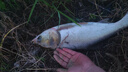 天元浮釣鰱鳙2代鰱鳙餌料天元鄧剛同款釣魚餌料戶外垂釣魚餌 天元浮釣鰱鳙二代*3包裝 曬單實(shí)拍圖