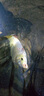 小早川品牌日本進口碳素魚竿超輕釣魚竿手竿超硬鯽魚竿手竿小綜合十大 曬單實拍圖