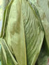 格沃斯（GEWOSI）廣西粽子葉柊葉新鮮粽葉家用大葉特大號現摘冬葉裹蒸粽大肉粽 現摘柊葉粽子葉【寬15-20厘米】 新鮮現摘40片 曬單實(shí)拍圖