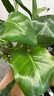 種花迷水培天堂鳥(niǎo)盆栽花卉植物室內(nèi)客廳綠植面鶴望蘭吸甲醛四季好養(yǎng)活 精品水培天堂鳥(niǎo)20-30厘米1棵 曬單實(shí)拍圖