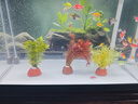 瘋狂水草免種植魚(yú)缸造景水草植物直接入缸綠菊紅松尾綠羽毛 源頭直發(fā)包郵 曬單實(shí)拍圖