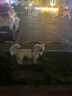 拉夫威爾ruffwear嗨輕狗狗胸背帶狗背帶中小型犬雪納瑞背帶式狗狗牽引繩 鼠尾草綠/霧森綠 XS 曬單實拍圖