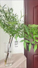 時鳥火焰南天竹鮮切室內(nèi)家居辦客廳公裝飾花束綠植水養(yǎng)插花水培綠植 火焰南天竹1枝（40-60厘米） 曬單實(shí)拍圖