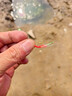 辰義  仿生串鉤翹嘴白條釣組路亞魚(yú)皮套裝亮片鉤海釣餌串釣防纏繞蝦皮 【紅衣6鉤串鉤+10克鉛墜】5套 10號 曬單實(shí)拍圖
