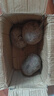 新鮮現(xiàn)拔的甜菜根甜菜頭有機(jī)純天然泡菜紫菜頭天津正宗甜菜根 5斤大果 曬單實(shí)拍圖