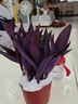 室外室內(nèi)花卉綠植盆栽紫色吊蘭紫竹梅紫羅蘭喜光好養(yǎng)植物鴨芷草 紫竹梅【8顆一盆】原土發(fā)貨 曬單實(shí)拍圖