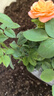 瑞典女王月季夏季耐曬灌木月季帶花苞四季開(kāi)花玫瑰大苗陽(yáng)臺(tái)庭院 艾莎+果汁+女王+奶油龍沙四顆原盆原土發(fā)貨 曬單實(shí)拍圖