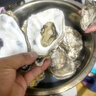 鮮海道【活鮮】鮮海道生蠔  乳山牡蠣 新鮮海蠣子生鮮貝類 特大號4XL凈重4斤（10-14只）） 曬單實拍圖