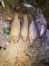 探路蜂揮手感應(yīng)頭燈釣魚燈強(qiáng)光超亮超長續(xù)航登山徒步夜釣頭燈戶外手電筒 曬單實(shí)拍圖