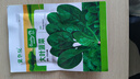 超耐熱夏播王菠菜種子種籽高產(chǎn)春籽種夏季秋季四季蔬菜孑波菜夏子 粒粒精選 小包【5OO?！?贈品、# 曬單實(shí)拍圖
