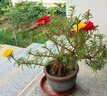 重瓣混色太陽(yáng)花苗帶根盆栽苗四季開(kāi)花陽(yáng)臺大花植物帶花苞室內庭院 混色重瓣帶根：【16顆】可開(kāi)6-15色+花肥 曬單實(shí)拍圖